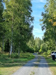 driving in the forest