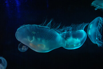 View of Jellyfish at the Toronto Zoo.