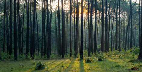 Fototapeta premium Panorama of landscape sunlight ray shines through the gap of column of pine tree in forest woodland area for outdoor discovery and natural public park in the morning vibe