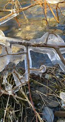 Frozen Tree Branch