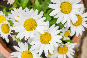daisies