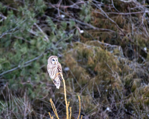 Barred Owl