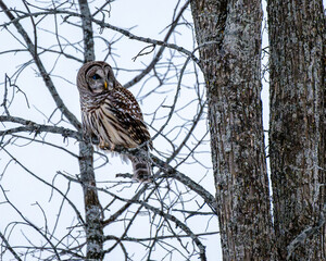 Barred Owl