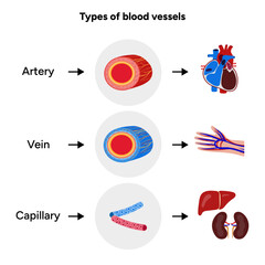 Vital Pathways of Double Circulation in Humans Oxygen Transport in the Body and types of blood vessels artery veins capillary 
