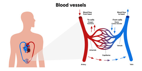 Vital Pathways of Double Circulation in Humans Oxygen Transport in the Body and types of blood vessels