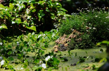 Frogs on a mossy rock in a lush pond