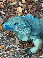 Caribbean Paradise: Cozumel & Grand Cayman 