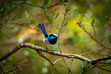 Superb Fairy-wrens