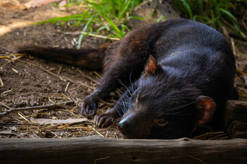 TASMANIAN DEVIL SLEEPING