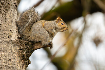 Squirrel in the tree