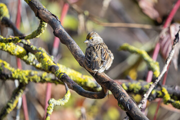 Golden-crowned Sparrow perched on a branch