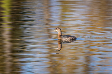 Pied-billed Grebe swimming in water with nice reflections