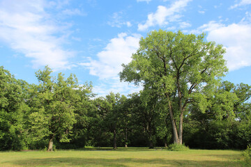 Cottonwood tree in a meadow at Camp Ground Woods in Des Plaines, Illinois