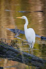 Plumed Egret at Whitaker Ponds Nature Park in Portland Oregon