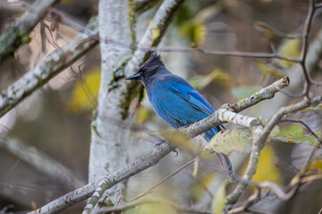 Steller's Jay perched on a tree branch