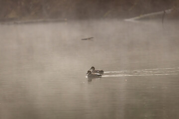 Two Gadwall ducks swimming on a foggy morning at Whitaker Ponds Nature Park in Portland Oregon