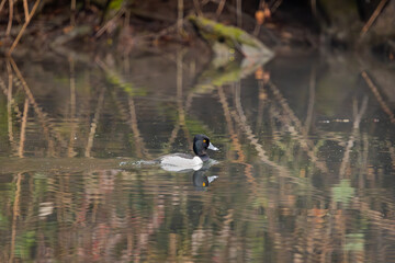 Ring-necked duck swimming at Whitaker Ponds nature park with nice reflections