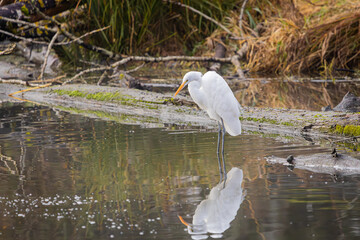 Plumed Egret at Whitaker Ponds Nature Park in Portland Oregon
