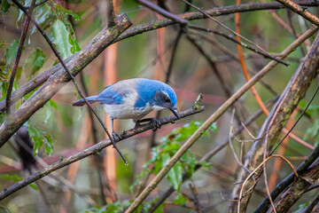California Scrub-Jay perched in a tree