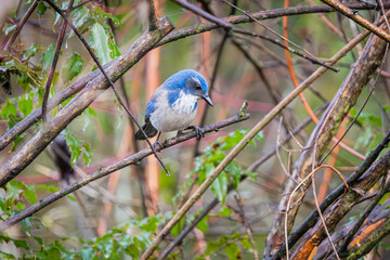 California Scrub-Jay perched in a tree