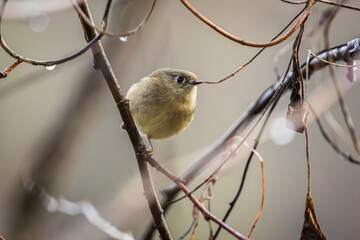 Ruby-crowned Kinglet perched on a branch
