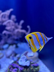 Fototapeta premium Depths & Dives at the Seattle Aquarium 