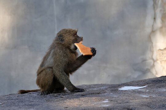 座ってパンをかじるアヌビスヒヒ