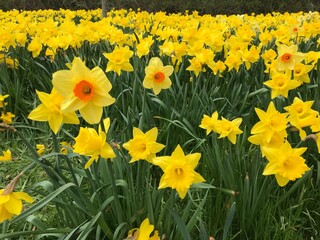 Fototapeta premium daffodils in Canada