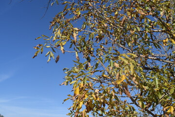Ash Tree