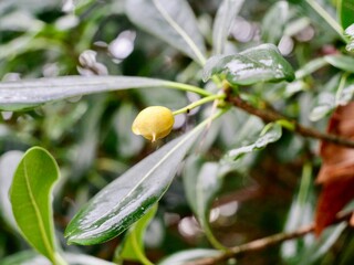 Fruits and seeds of the Chinese pittosporum (Pittosporum heterophyllum), an evergreen ornamental shrub or small tree native to China and Tibet. France