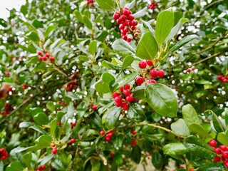 Red berries on branches of the holly (Ilex aquifolium) cultivar 'J. C. Van Tol', common holly, English holly, European holly, or Christmas holly. France