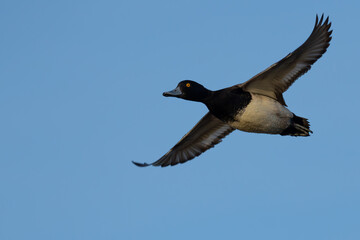 Portrait of Male Scaup Diving Duck in Flight