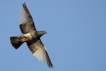 Colorful Feral Pigeon in Flight