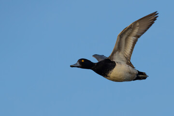 Portrait of Male Scaup Diving Duck in Flight