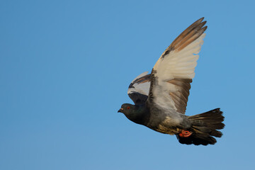 Colorful Feral Pigeon in Flight