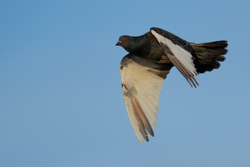 Colorful Feral Pigeon in Flight
