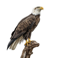 Obraz premium majestic bald eagle perched on a natural wooden stump. showcasing its striking plumage and sharp gaze the eagle's powerful stance and detailed feathers highlight its status as a symbol of strength and