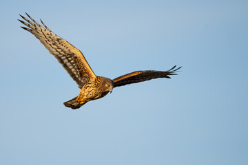 Beautiful Female Northern Harrier Hunts on a Sunny Winter Day