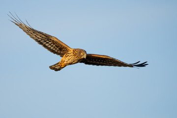 Beautiful Female Northern Harrier Hunts on a Sunny Winter Day