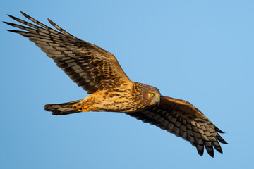 Beautiful Female Northern Harrier Hunts on a Sunny Winter Day