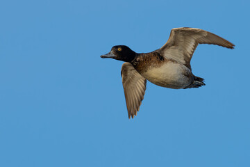 Portrait of Male Scaup Diving Duck in Flight