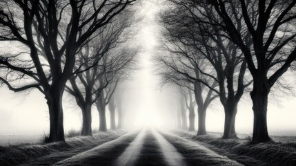 Foggy Pathway Through Leafless Trees In Winter