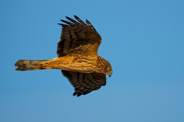 Beautiful Female Northern Harrier Hunts on a Sunny Winter Day