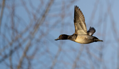 Portrait of Male Scaup Diving Duck in Flight