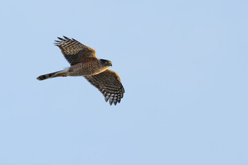 Female Cooper's Hawk Hunting on a Winter Day