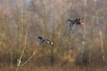 Mallard Ducks With Cupped Wings Landing in a Natural Setting