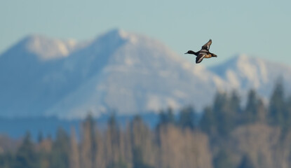 Portrait of Male Scaup Diving Duck in Flight With Mountains