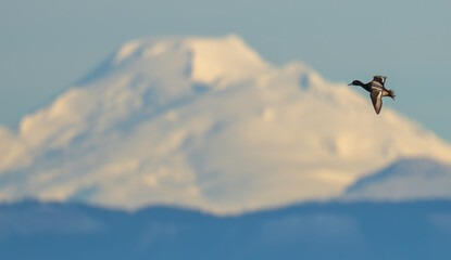 Portrait of Male Scaup Diving Duck in Flight With Mountains