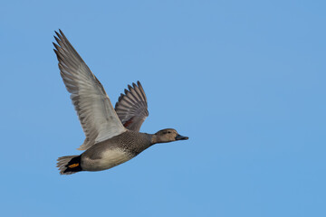 Male Gadwall Duck Makes a Close Pass at the Blind