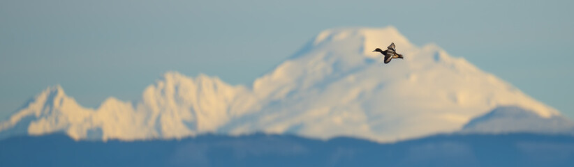 Portrait of Male Scaup Diving Duck in Flight With Mountains